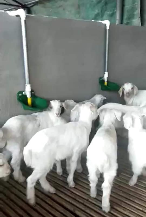 Automatic Sheep Drinker Bowl PH-76