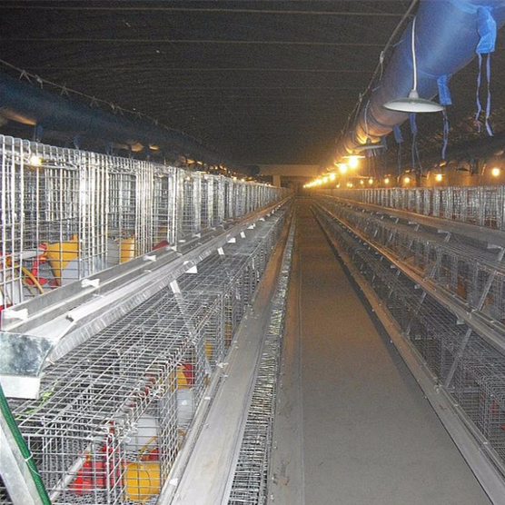 Chicken Cage