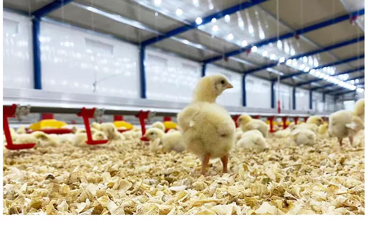 chicken-water-system11.jpg