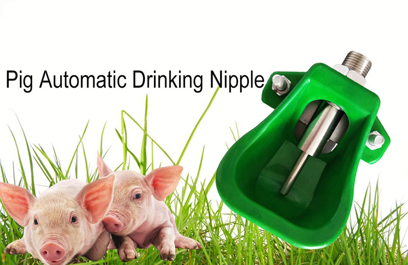 Pig Nipple Drinker Bowl For Piglet PH-59