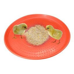 Chicken Feeding Plastic Plate Automatic Baby Chick Feeder Plate For Poultry Farm Equipment