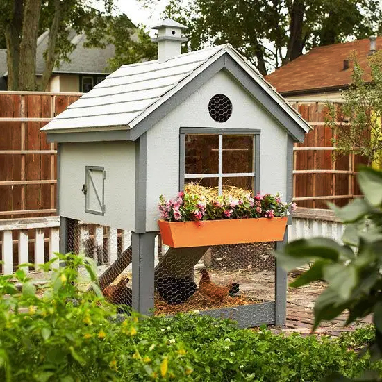 The Basic Knowledge About Backyard Chicken Coop