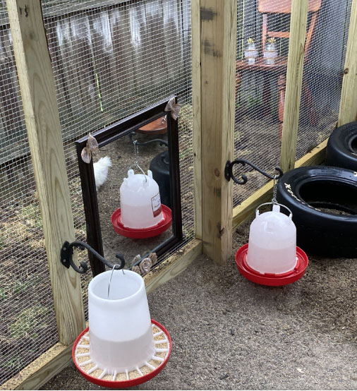 The Importance of Water For The Poultry