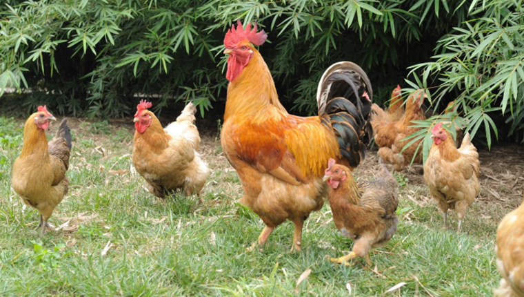 Breeding of ecological chickens and prevention and control of diseases