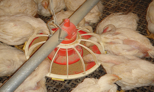 Breeding of ecological chickens and prevention and control of diseases