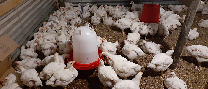 Breeding of ecological chickens and prevention and control of diseases