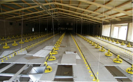 Key points of high-efficiency chicken raising technology