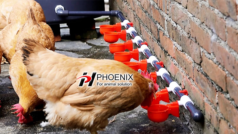 DIY chicken water line.jpg