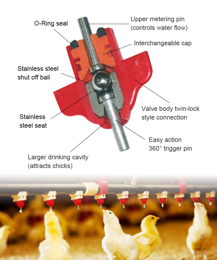 The Ultimate Guide to Chicken Nipple Drinkers: Features, Benefits, and Usage