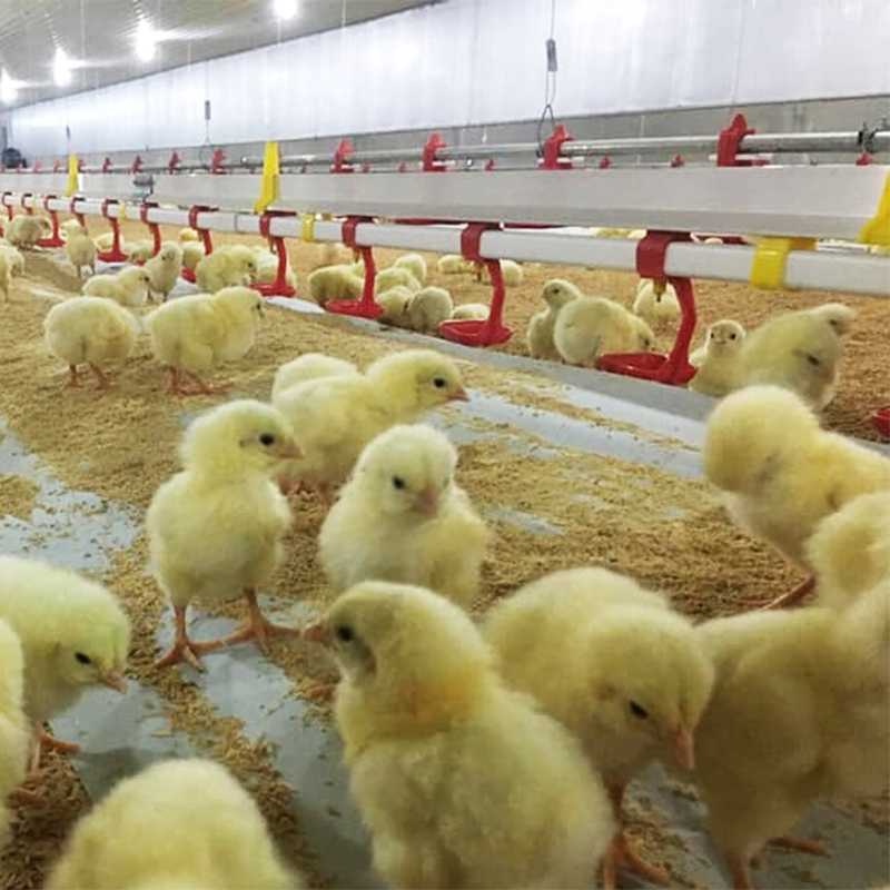 Poultry Farming in Canada: Breeds and Equipment