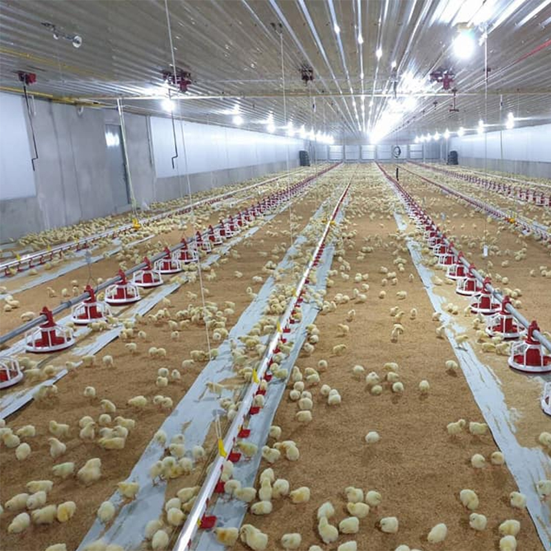 Poultry Farming in Canada: Breeds and Equipment