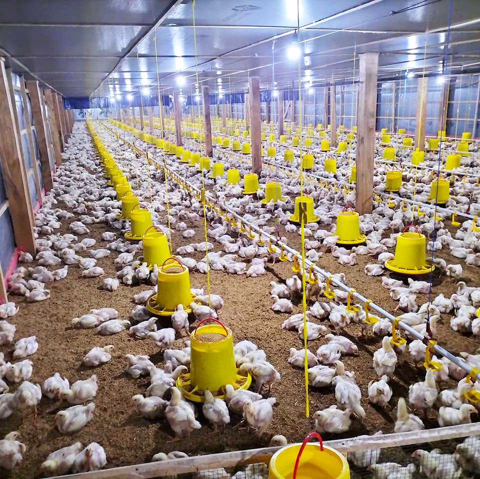 Floor-Based Broiler Farming Equipment Solutions – Fully Automatic, Semi-Automatic