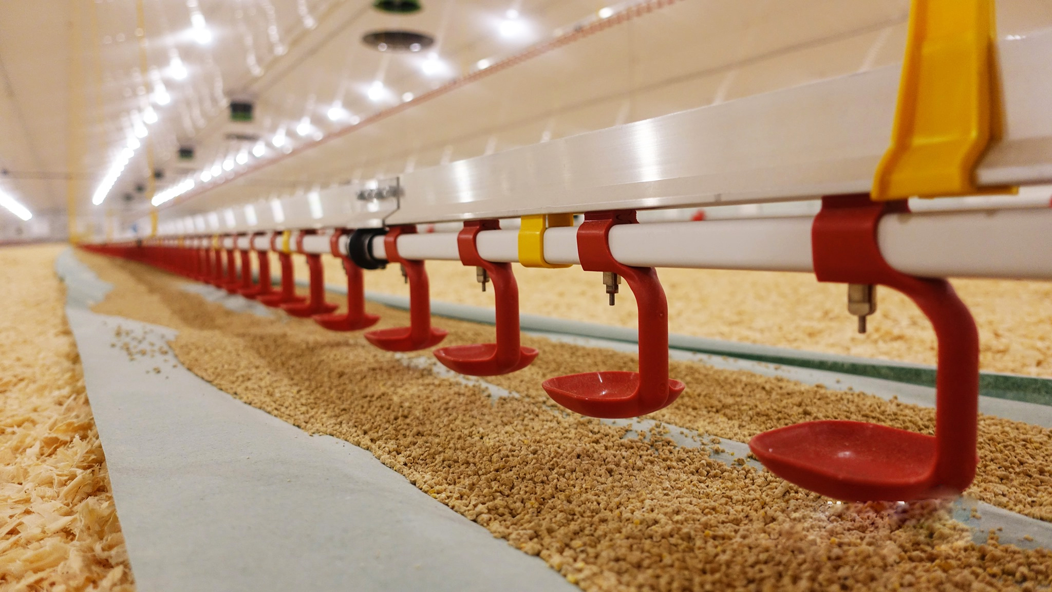 Cangzhou Phoenix: A One - Stop Solution Provider for Poultry Farming Equipment Cangzhou Phoenix: A One - Stop Solution Provider for Poultry Farming Equipment