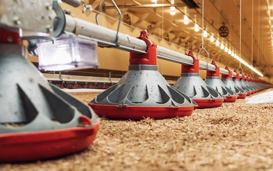 Cangzhou Phoenix: A One - Stop Solution Provider for Poultry Farming Equipment