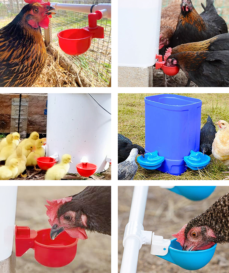 chicken water cup chicken water cup