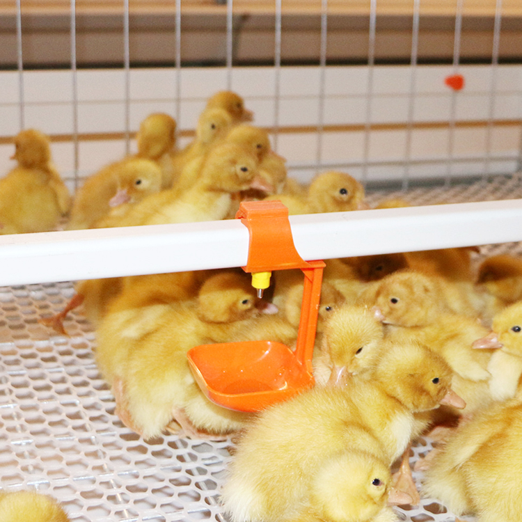 chicken nipple drinker (1).jpg