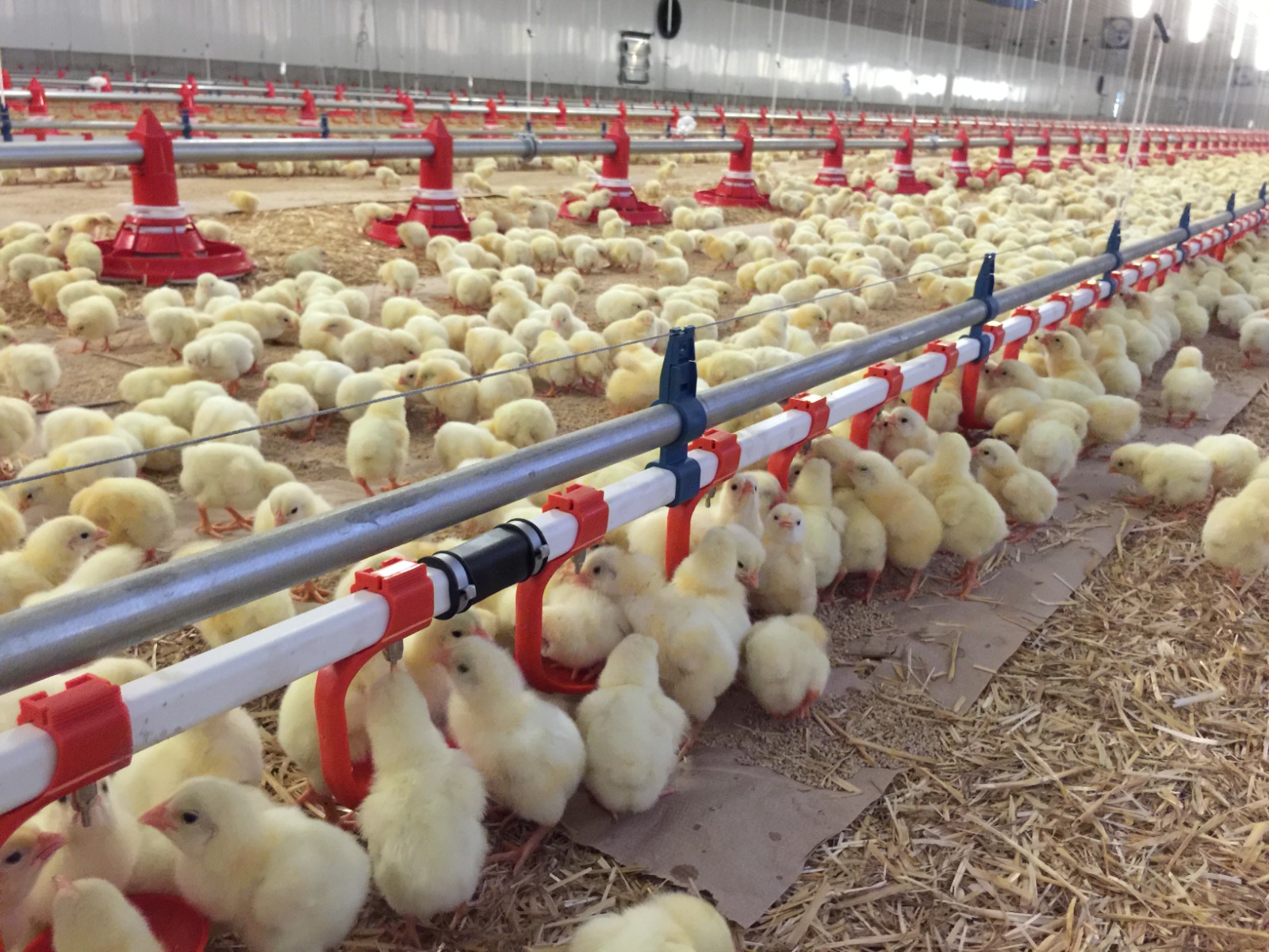 Poultry Farming: Start Small for Profitable Growth Poultry Farming: Start Small for Profitable Growth