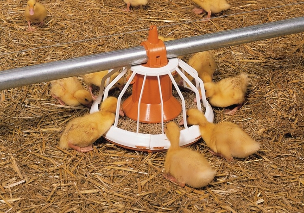 Phoenix Automated Breeding Solution Helps Thailand Layer Farm Achieve Efficiency Upgrade