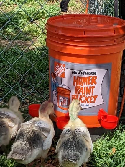 Modern Poultry Farming: Key Aspects, Challenges and Future Modern Poultry Farming: Key Aspects, Challenges and Future