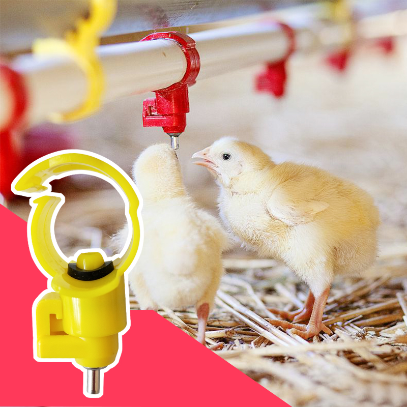 Modern Poultry Farming: Key Aspects, Challenges and Future Modern Poultry Farming: Key Aspects, Challenges and Future