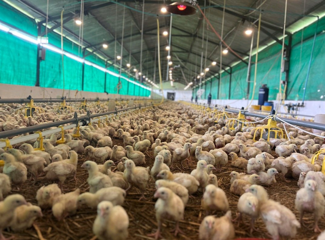 Ultimate Practical Guide to Poultry Water and Feed Systems for Farm Efficiency and Profits