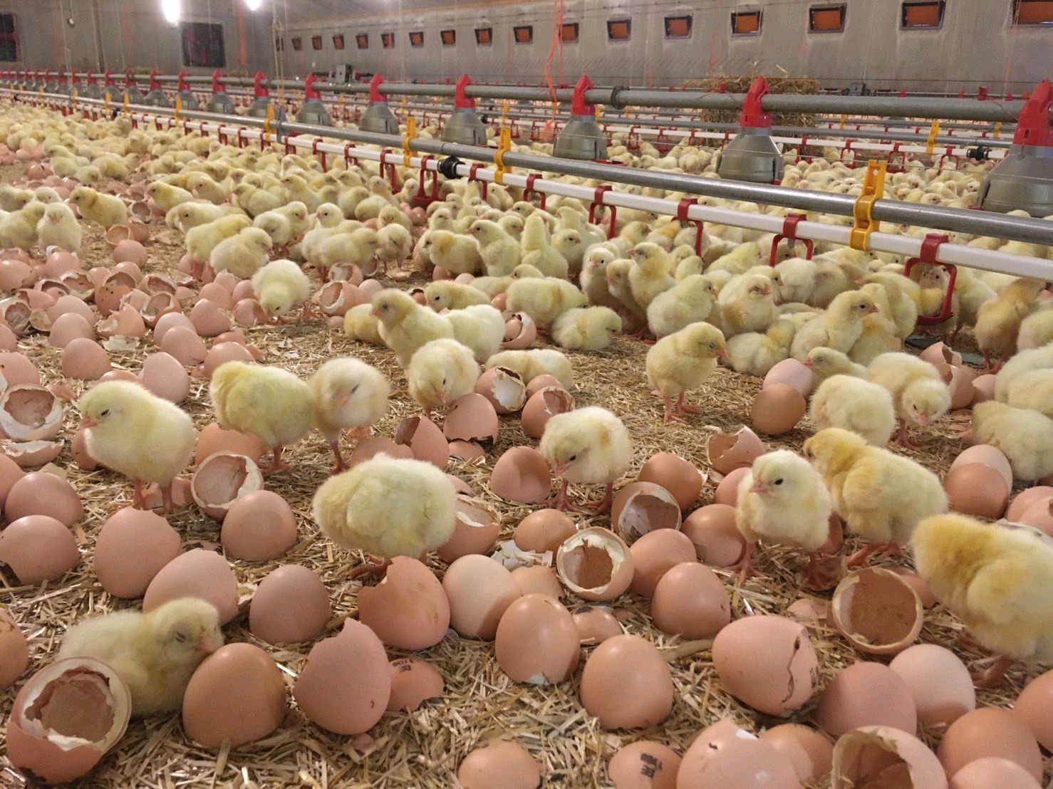 Ultimate Practical Guide to Poultry Water and Feed Systems for Farm Efficiency and Profits