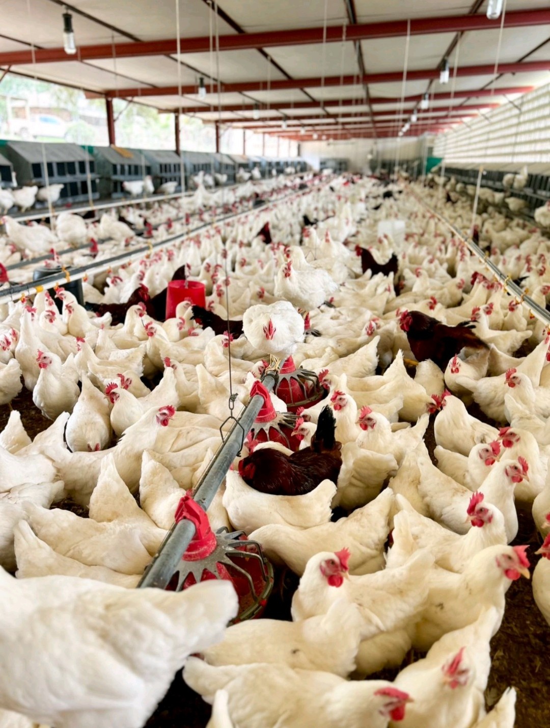 Ultimate Practical Guide to Poultry Water and Feed Systems for Farm Efficiency and Profits