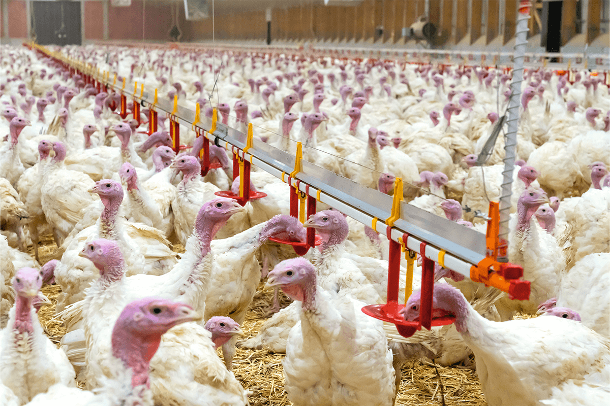 Common Poultry Water and Feed Equipment Mistakes That Drain Your Profits And How to Fix Them