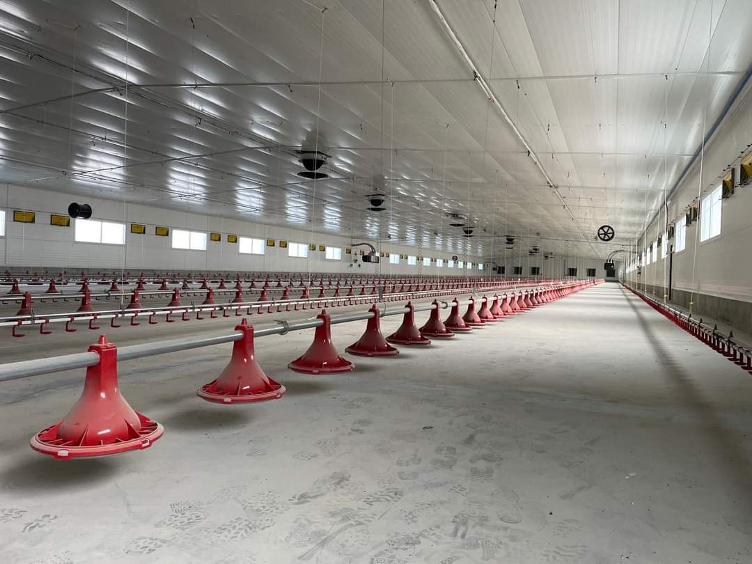 Common Poultry Water and Feed Equipment Mistakes That Drain Your Profits And How to Fix Them