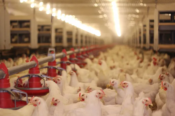 How to Choose Poultry Water and Feed Equipment for Different Farm Sizes How to Choose Poultry Water and Feed Equipment for Different Farm Sizes
