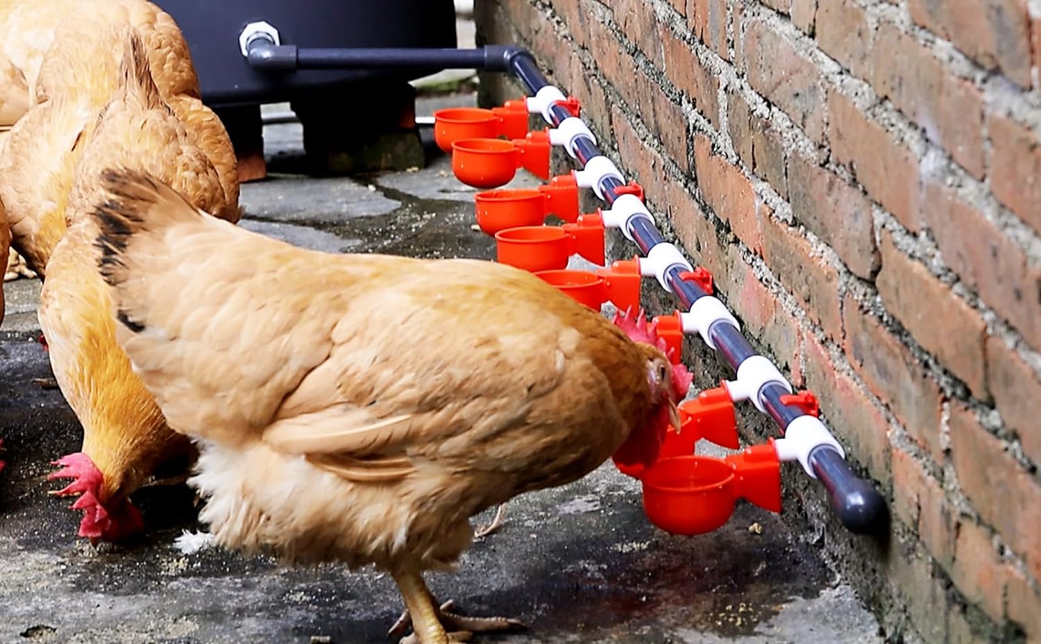 How to Choose Poultry Water and Feed Equipment for Different Farm Sizes How to Choose Poultry Water and Feed Equipment for Different Farm Sizes