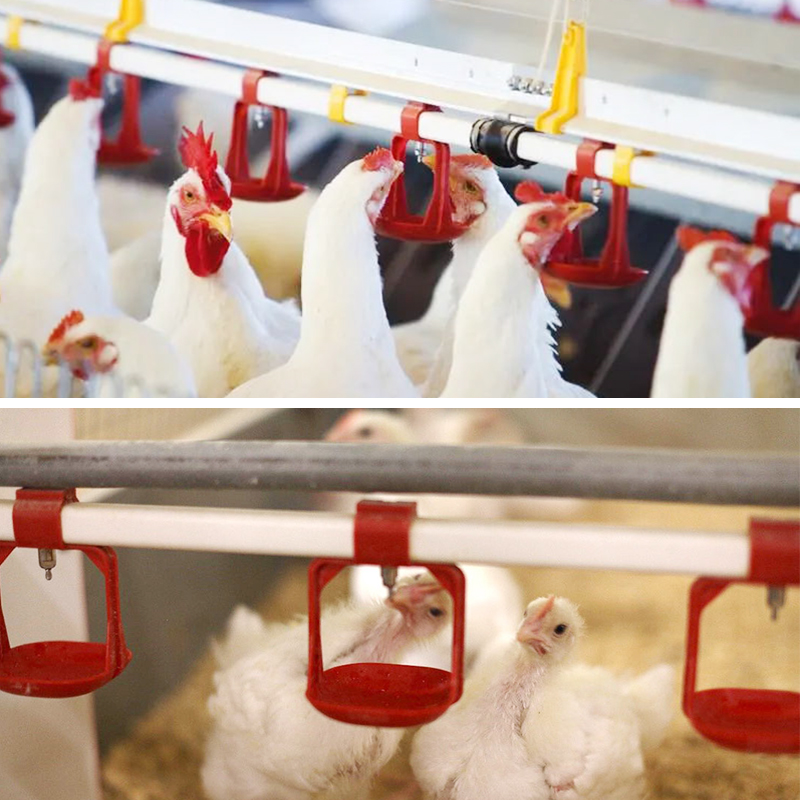 Nipple Drinkers for Chickens: The Ultimate Water-Saving, Hygienic Solution for Modern Poultry Farming