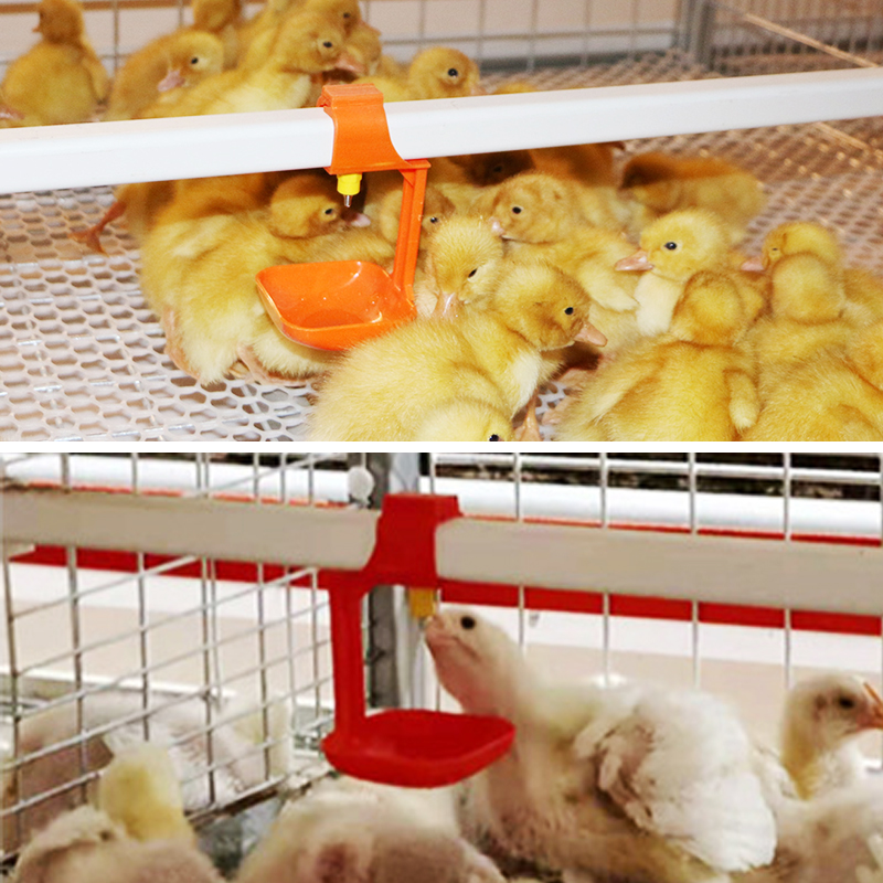 Nipple Drinkers for Chickens: The Ultimate Water-Saving, Hygienic Solution for Modern Poultry Farming
