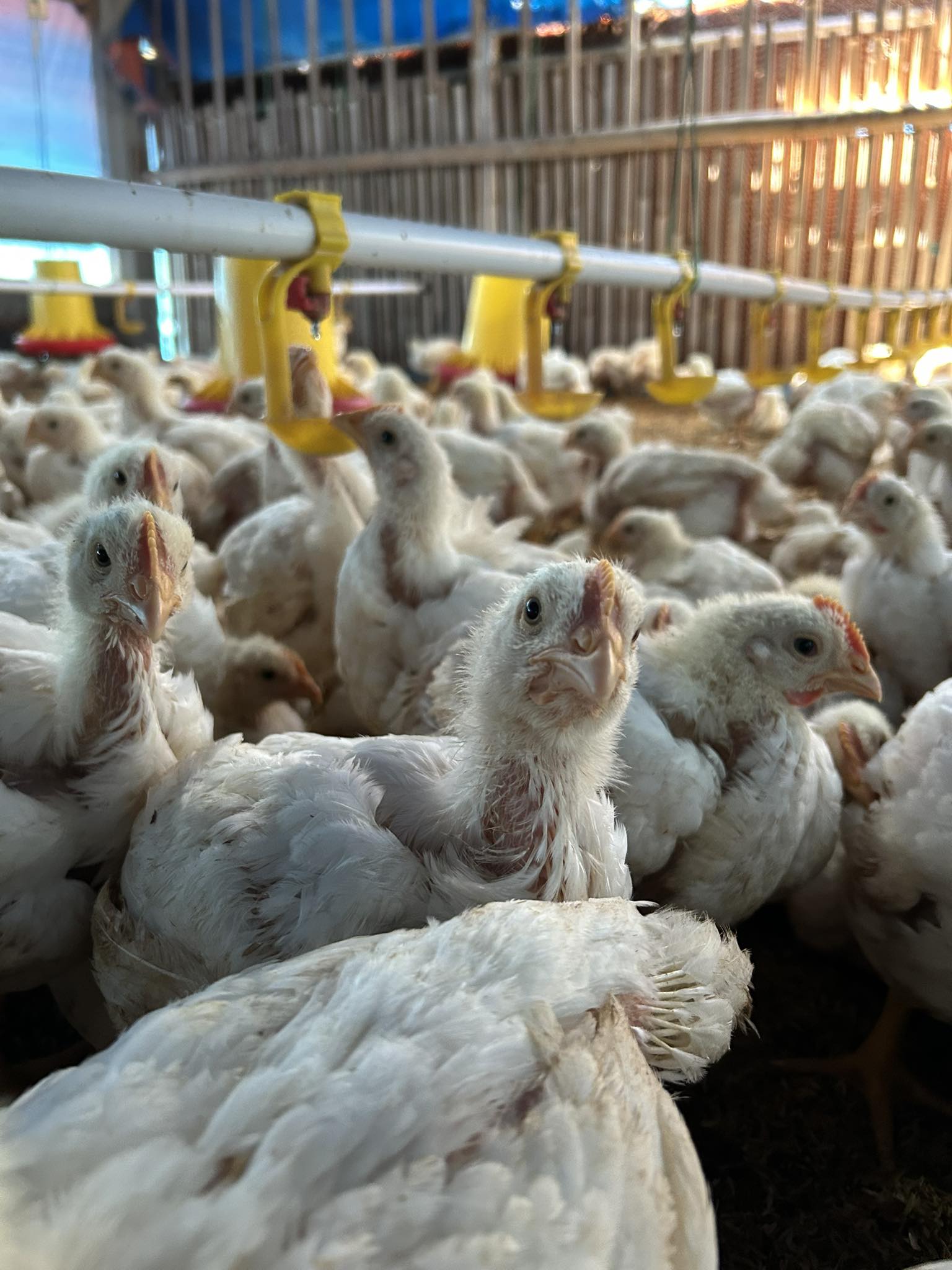 Nipple Drinkers for Chickens: The Ultimate Water-Saving, Hygienic Solution for Modern Poultry Farming