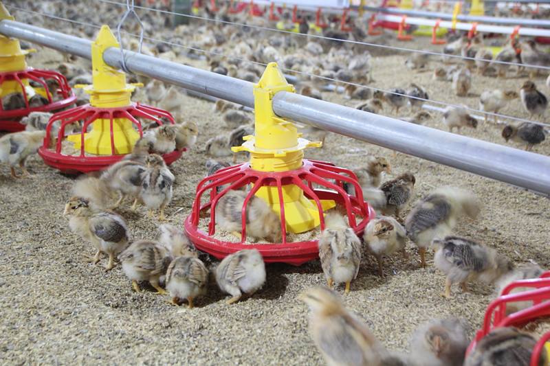 Feeder Pans: The Efficient, Waste-Reducing Feeding Solution for Poultry Farms Feeder Pans: The Efficient, Waste-Reducing Feeding Solution for Poultry Farms