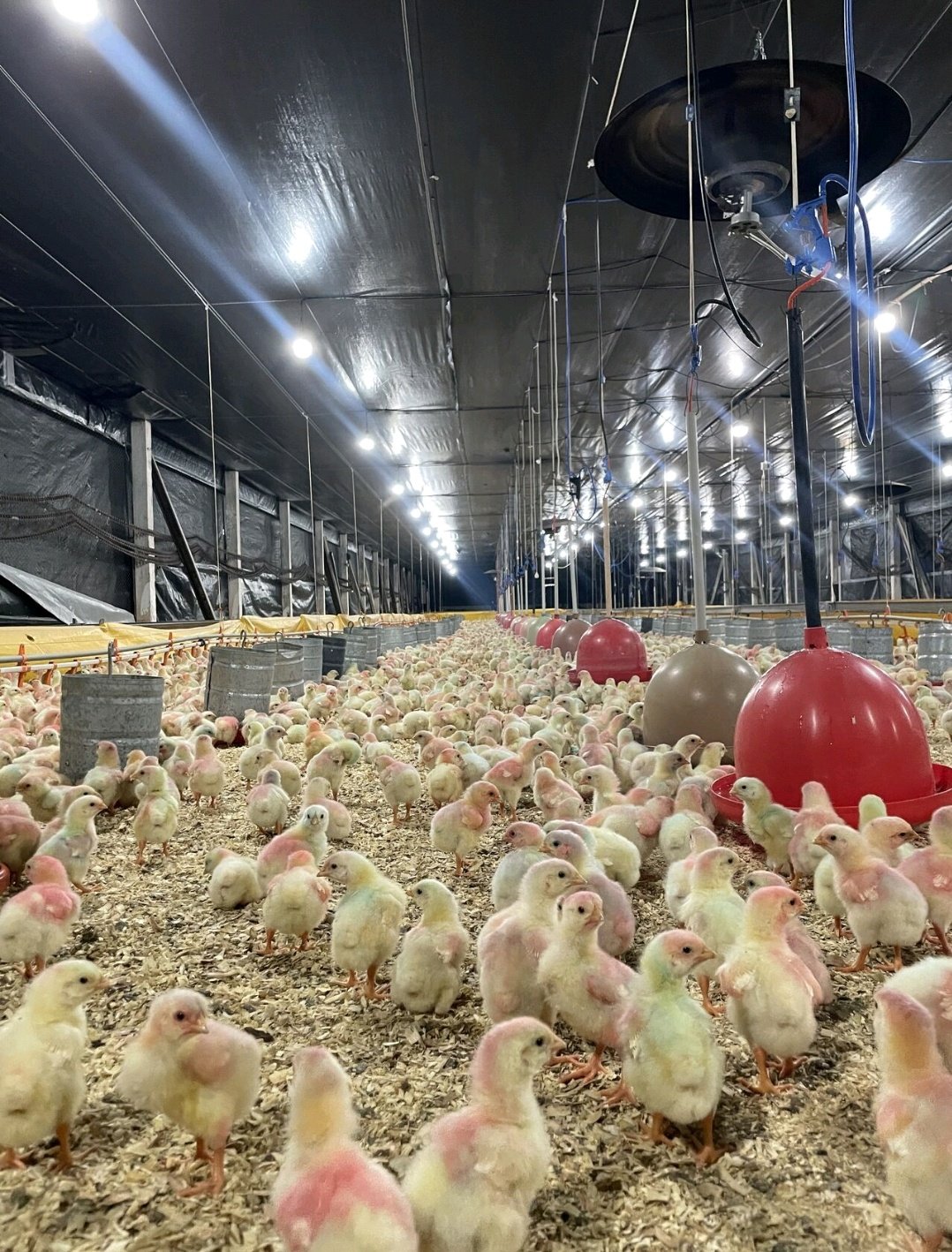 Poultry Feeder Pan: Upgrade Your Poultry Feeder System for Less Feed Waste Poultry Feeder Pan: Upgrade Your Poultry Feeder System for Less Feed Waste