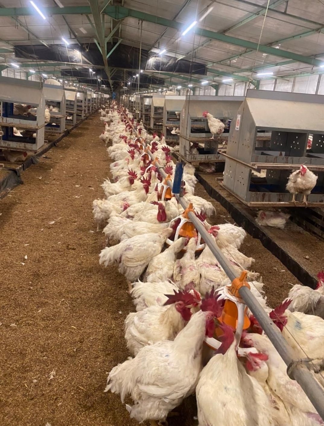 Poultry Feeder Pan: Upgrade Your Poultry Feeder System for Less Feed Waste Poultry Feeder Pan: Upgrade Your Poultry Feeder System for Less Feed Waste