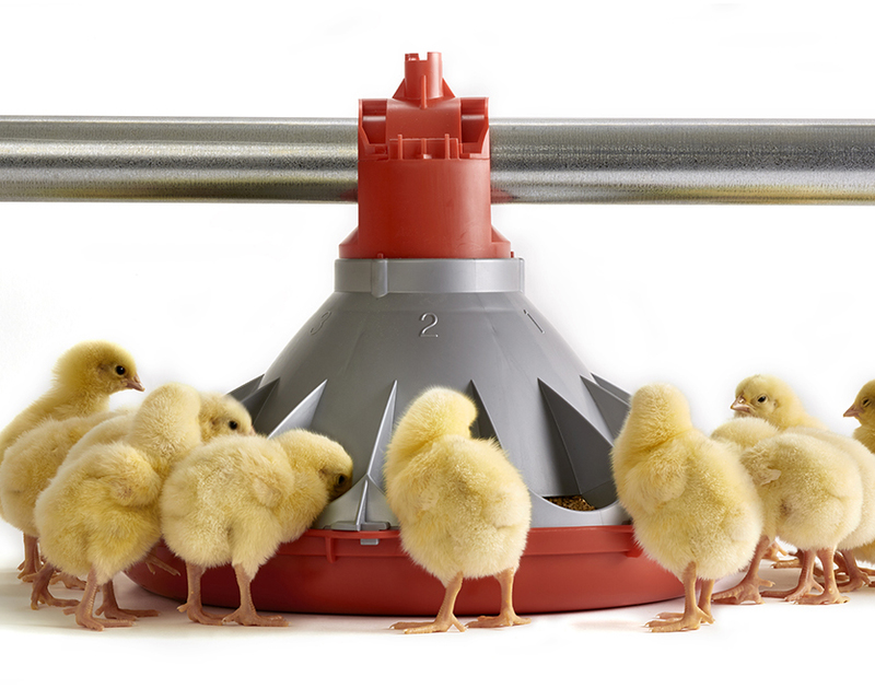 How High-Quality Feeder Pans Solve Common Poultry Feeding Problems How High-Quality Feeder Pans Solve Common Poultry Feeding Problems
