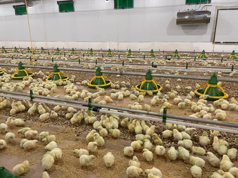 How High-Quality Feeder Pans Solve Common Poultry Feeding Problems How High-Quality Feeder Pans Solve Common Poultry Feeding Problems