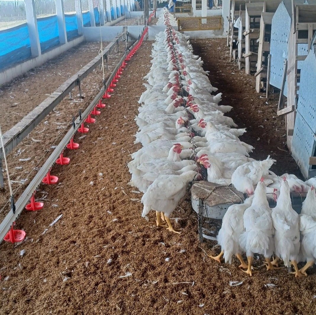 Poultry Drinking Line Poultry Drinking Line