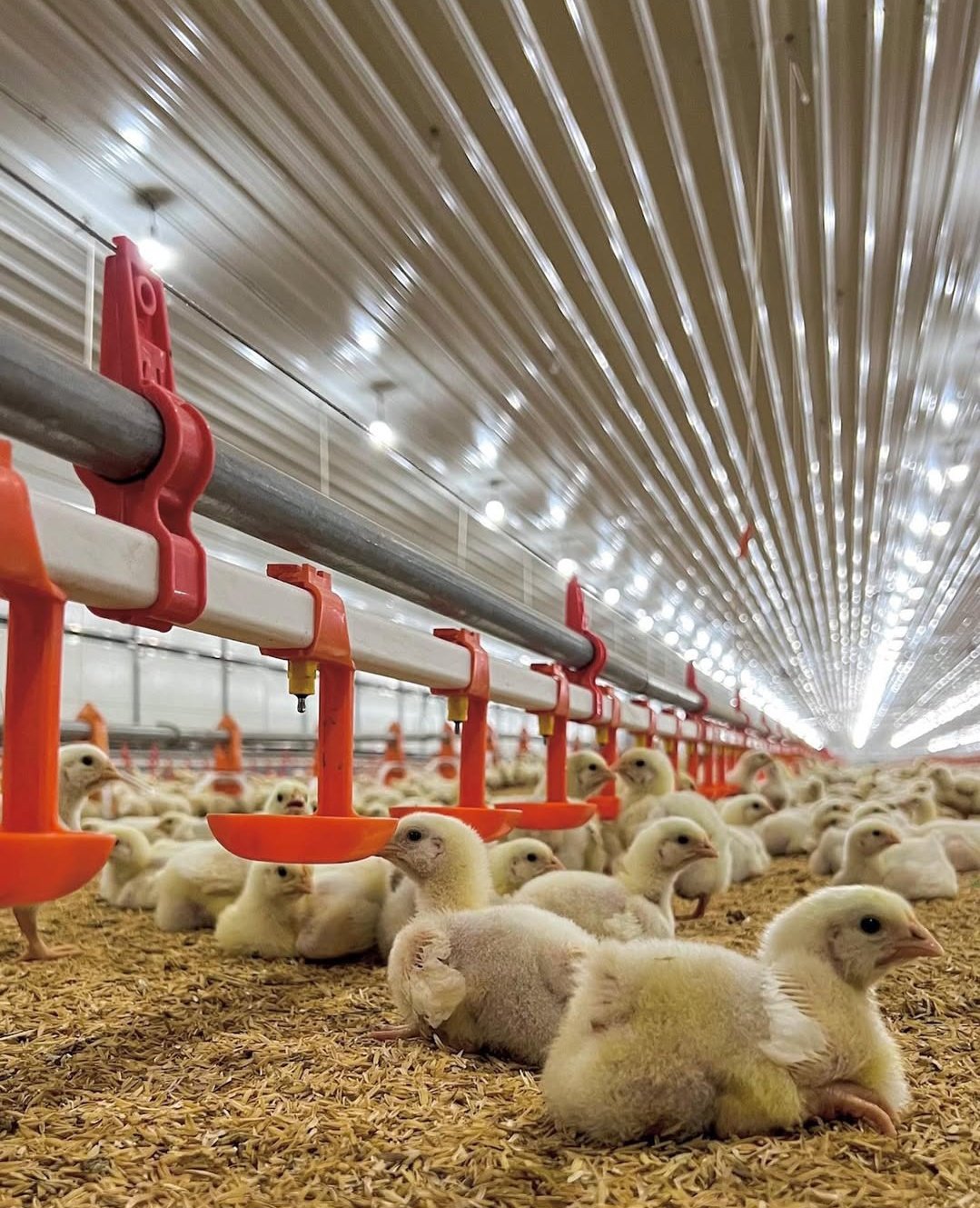 Poultry Drinking Line Poultry Drinking Line