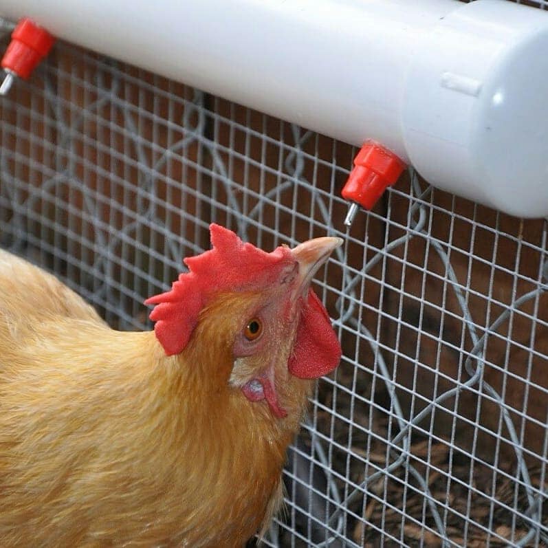 Backyard Farming Equipment: Complete Manual Feeder and Drinker Setup for Small Poultry Flocks Backyard Farming Equipment: Complete Manual Feeder and Drinker Setup for Small Poultry Flocks