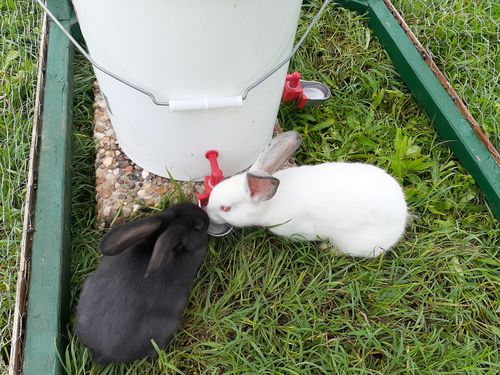 Backyard Farming Equipment: Complete Manual Feeder and Drinker Setup for Small Poultry Flocks Backyard Farming Equipment: Complete Manual Feeder and Drinker Setup for Small Poultry Flocks
