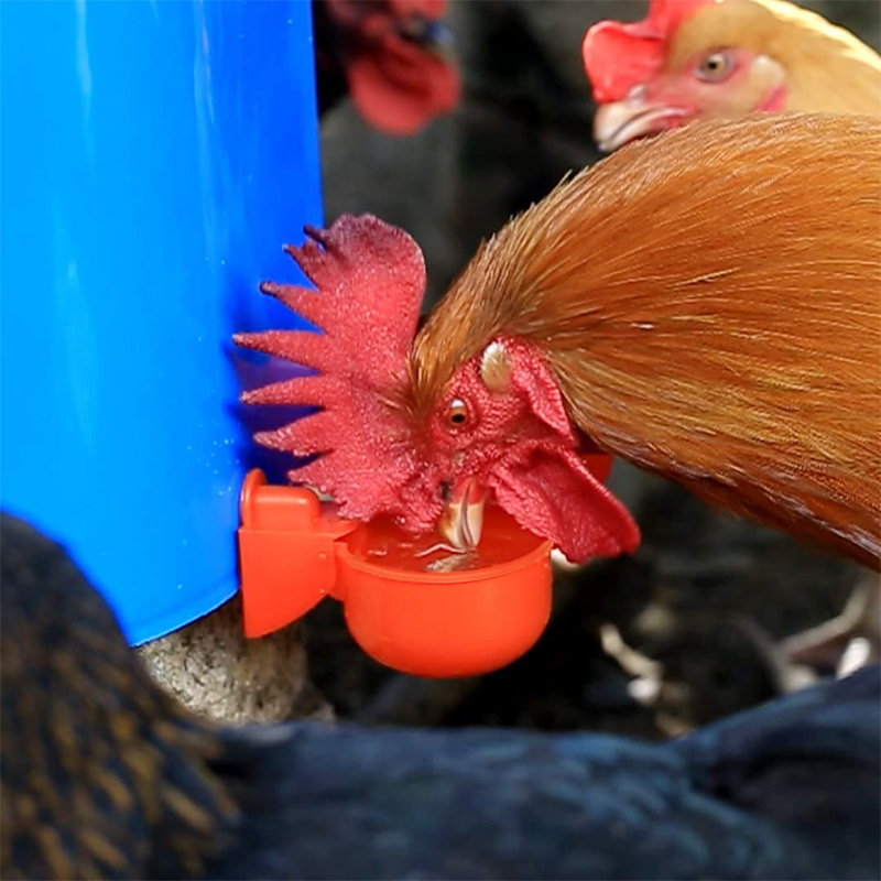 Backyard Farming Equipment: Complete Manual Feeder and Drinker Setup for Small Poultry Flocks Backyard Farming Equipment: Complete Manual Feeder and Drinker Setup for Small Poultry Flocks