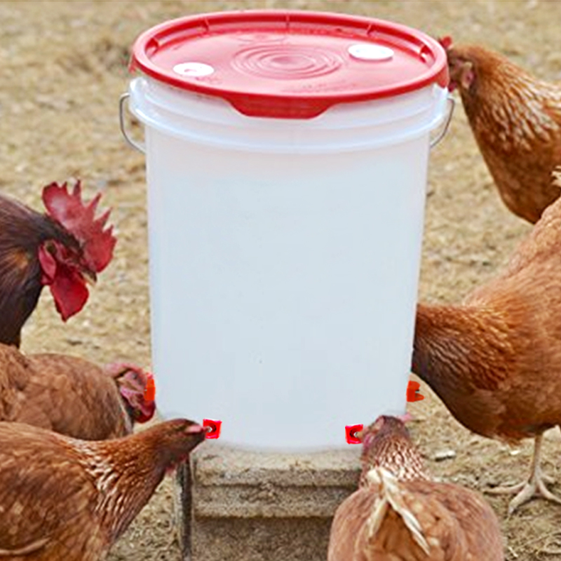 Backyard Farming Equipment: Complete Manual Feeder and Drinker Setup for Small Poultry Flocks Backyard Farming Equipment: Complete Manual Feeder and Drinker Setup for Small Poultry Flocks