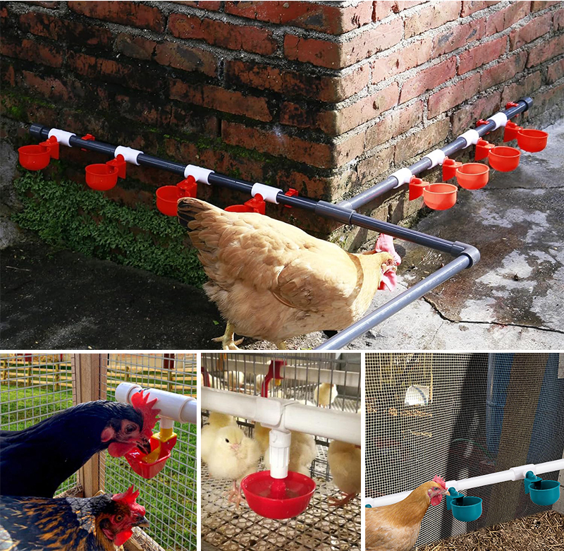 Backyard Farming Equipment: Complete Manual Feeder and Drinker Setup for Small Poultry Flocks Backyard Farming Equipment: Complete Manual Feeder and Drinker Setup for Small Poultry Flocks