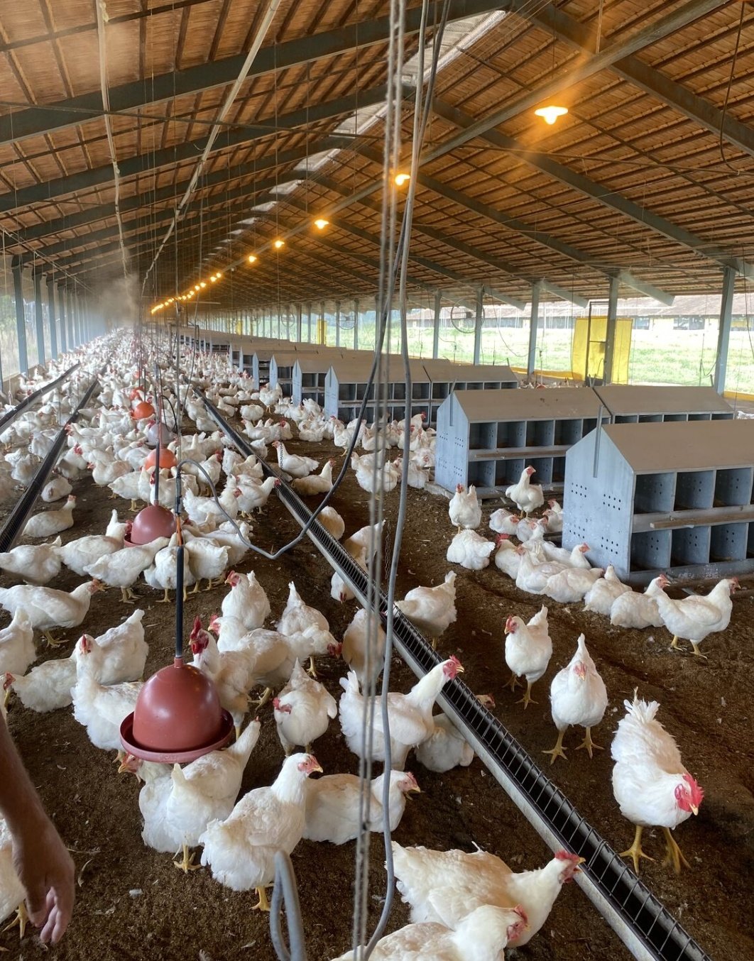 Backyard Poultry Drinker and Feeder Guide