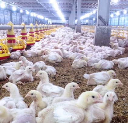 Poultry Feeding Line Equipment Complete Guide for Automatic Chicken Farming Poultry Feeding Line Equipment Complete Guide for Automatic Chicken Farming