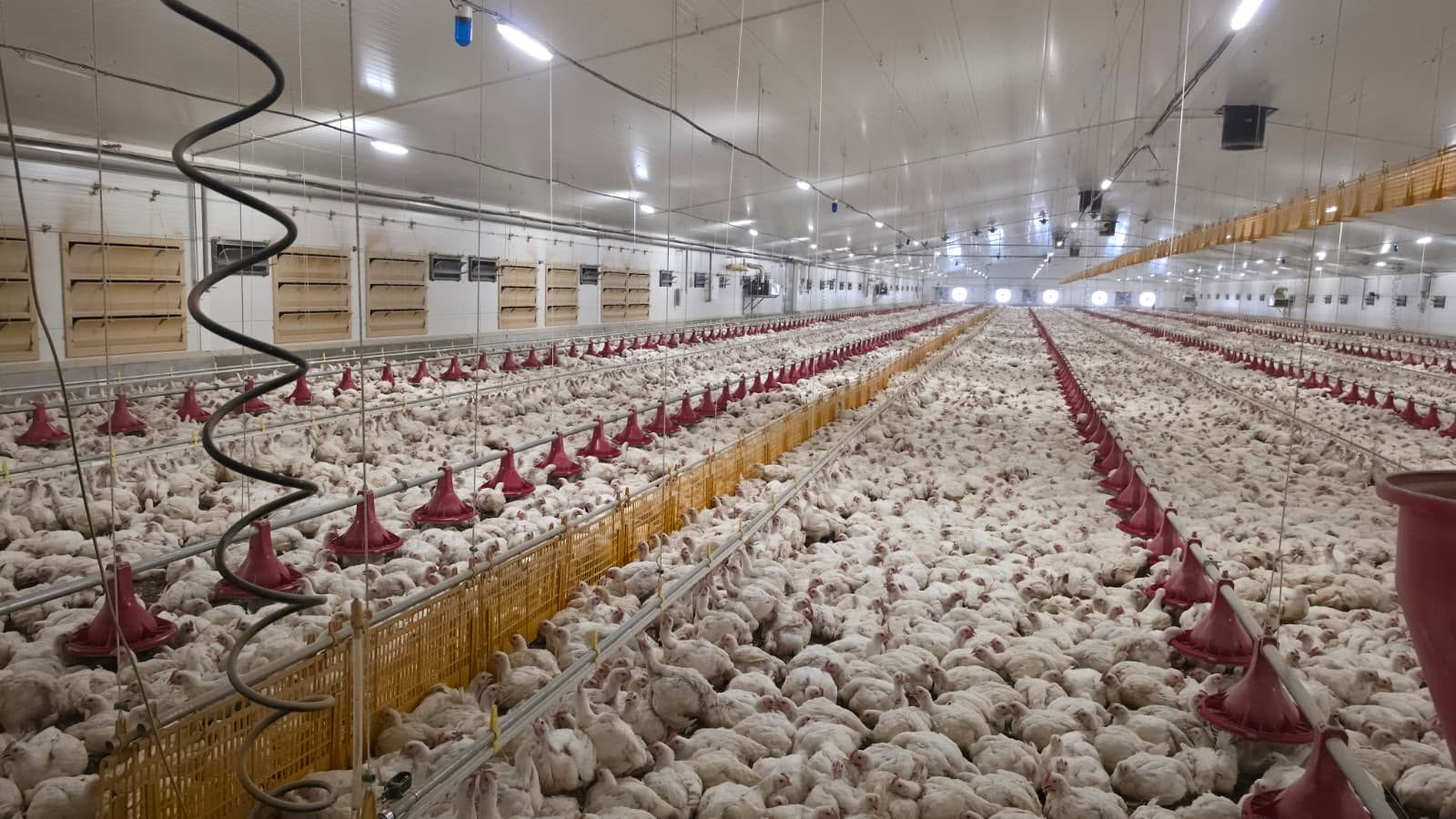 Poultry Feeding Line Equipment Complete Guide for Automatic Chicken Farming Poultry Feeding Line Equipment Complete Guide for Automatic Chicken Farming