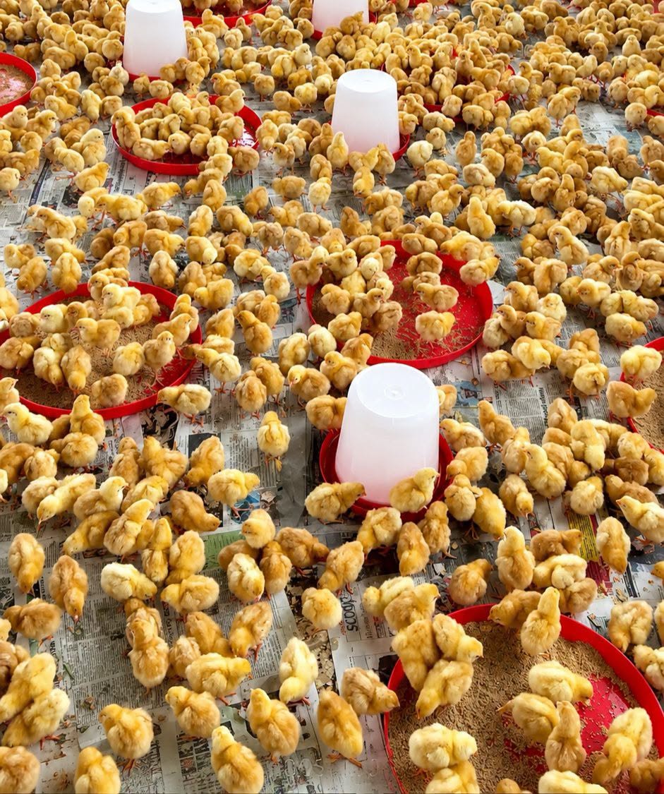 Poultry Feeding Line Equipment Complete Guide for Automatic Chicken Farming Poultry Feeding Line Equipment Complete Guide for Automatic Chicken Farming